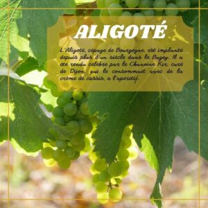 Aligoté du Caveau Bugiste