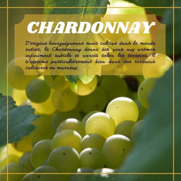 Chardonnay du Caveau Bugiste