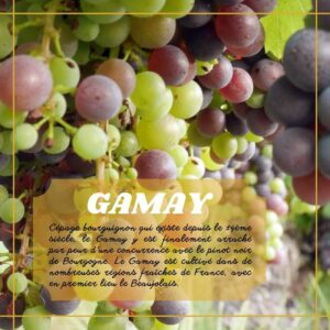 Gamay du Caveau Bugiste