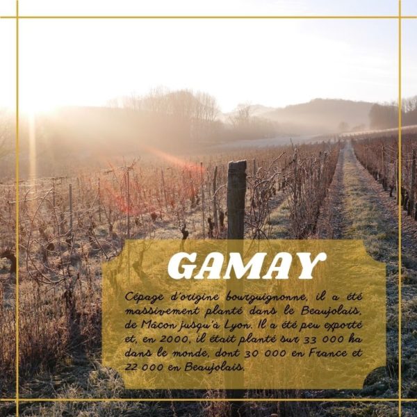 Gamay du Caveau Bugiste