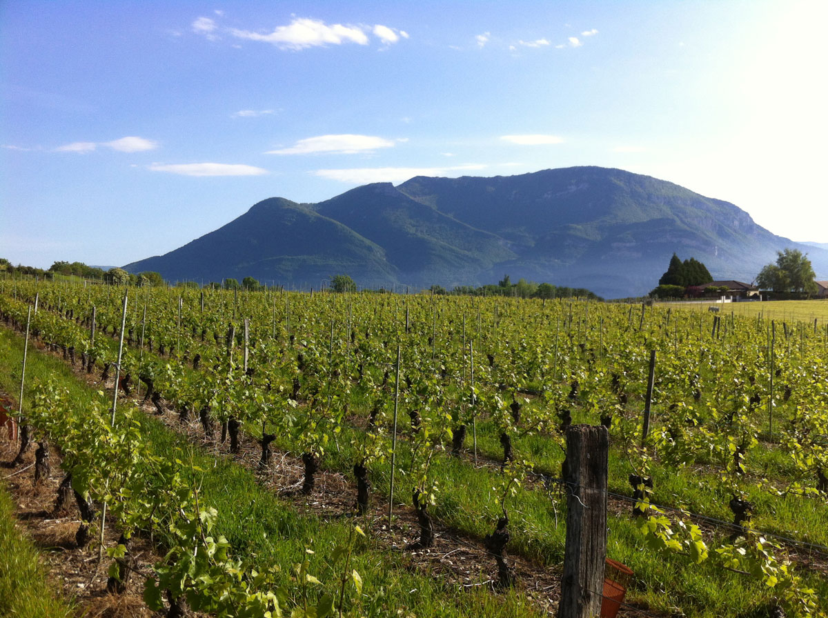 Le Grand Colombier depuis Vongnes