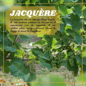 Jacquère du Caveau Bugiste