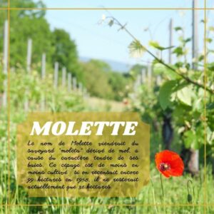Molette du Caveau Bugiste