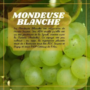 Mondeuse Blanche du Caveau Bugiste