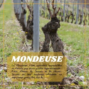 Mondeuse du Caveau Bugiste