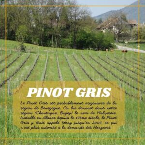 Pinot Gris du Caveau Bugiste