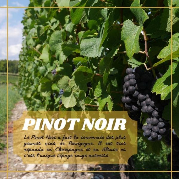 Pinot Vieilles Vignes