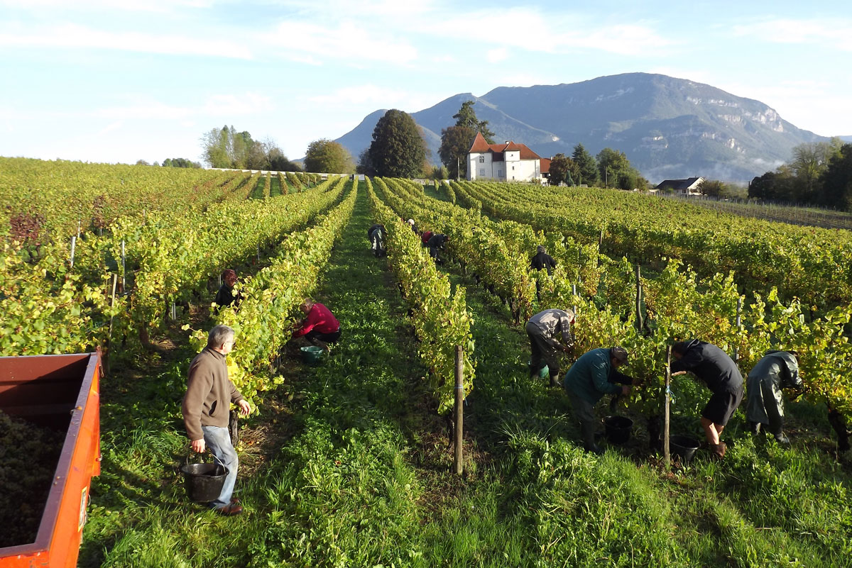 vendanges