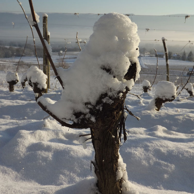 Vigne en hiver