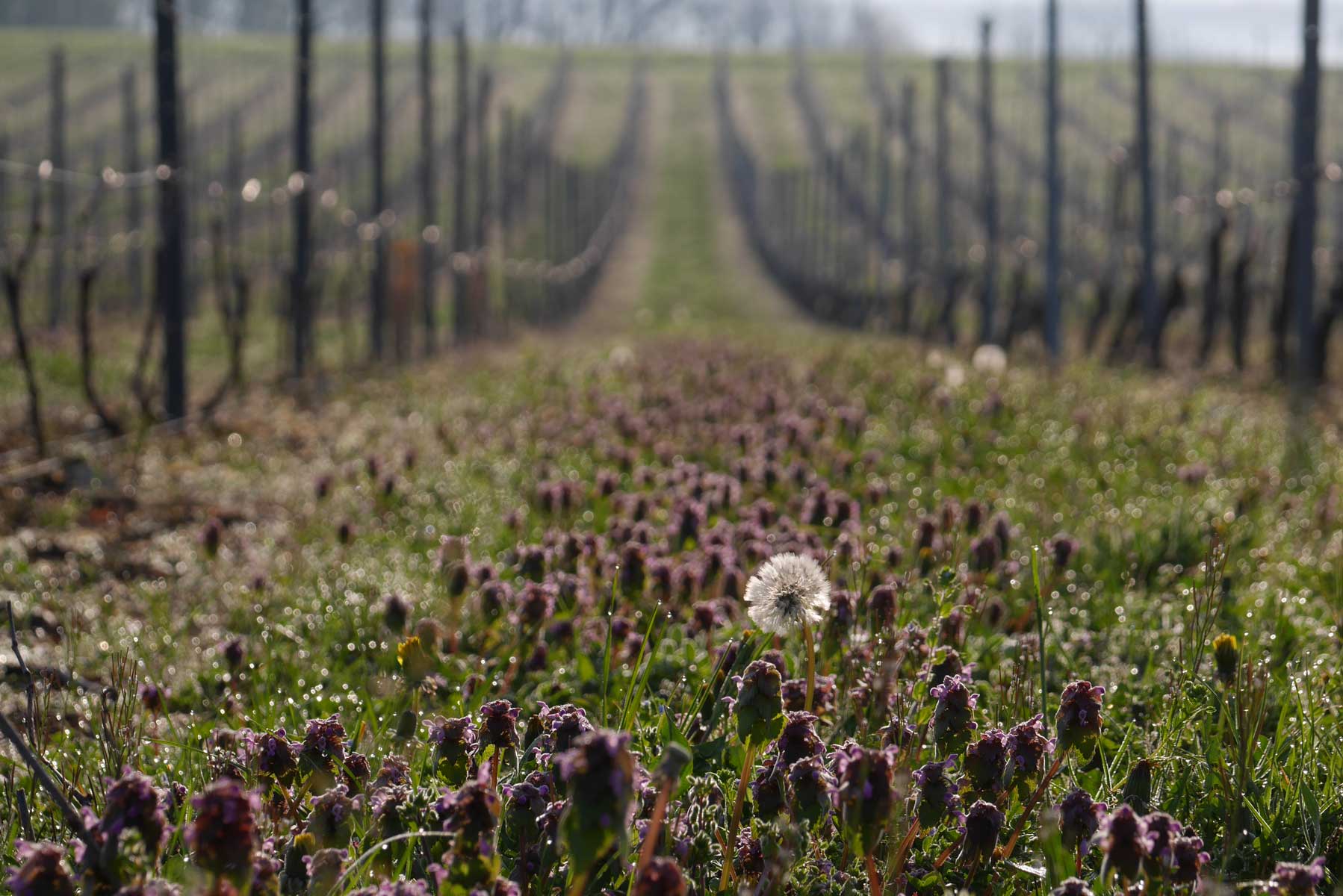 Fleurs dans les vignes