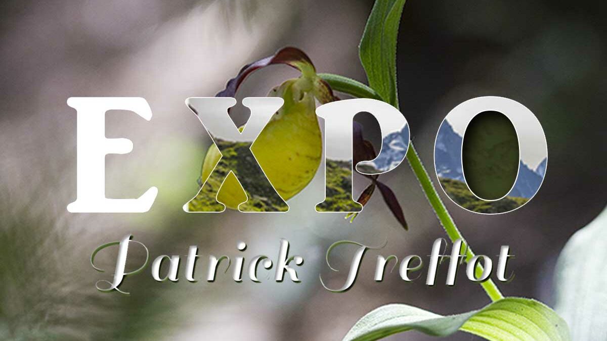 Exposition de Patrick Treffot, photographe nature