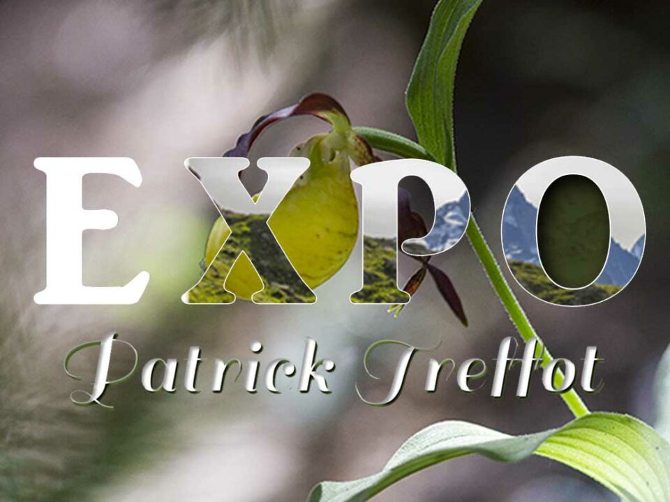 Exposition de Patrick Treffot, photographe nature