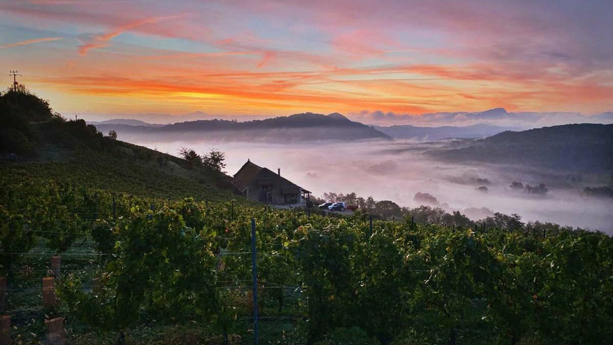 vendanges Manicle