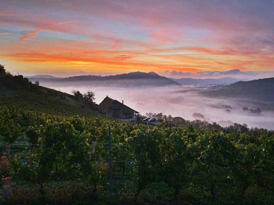 vendanges Manicle