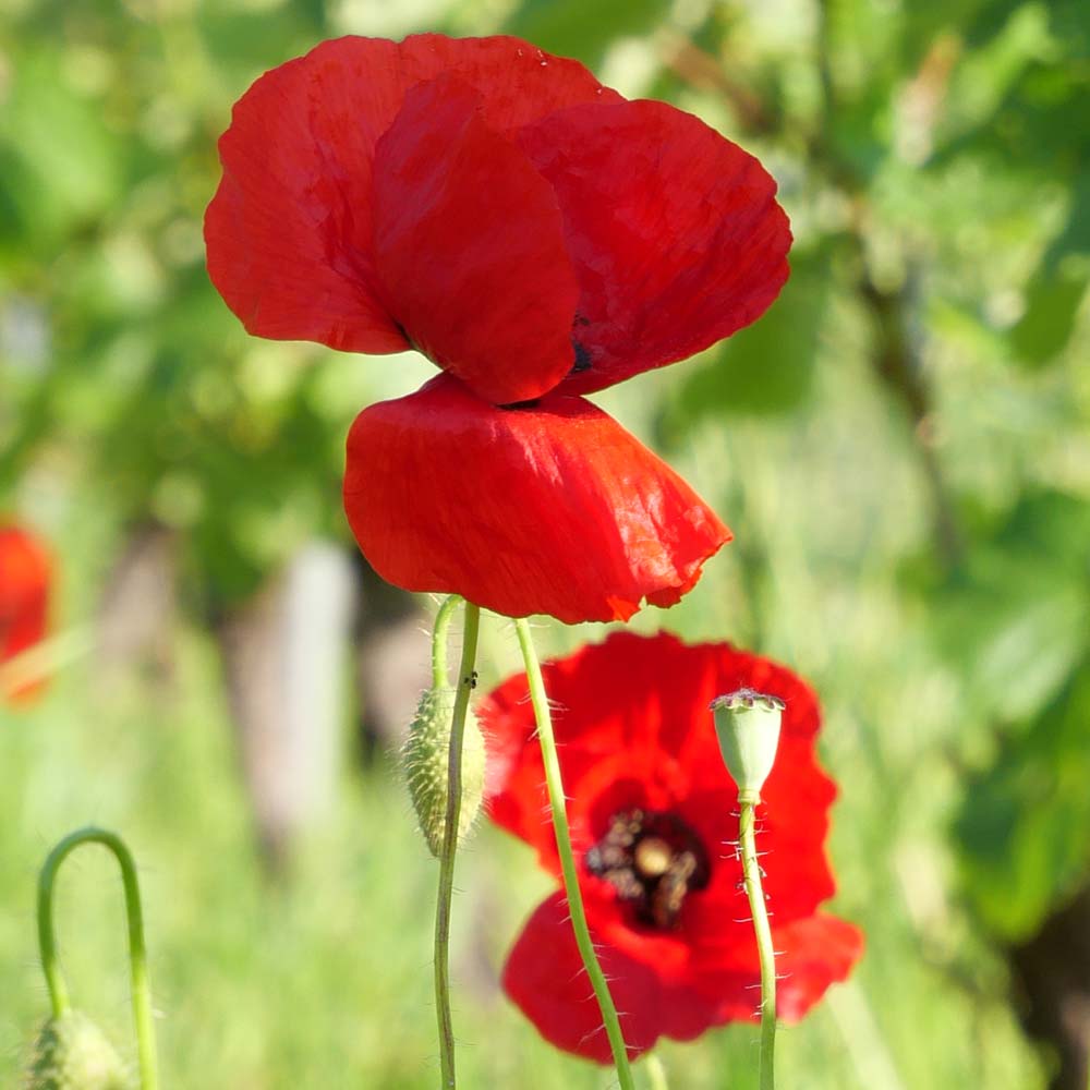 coquelicot