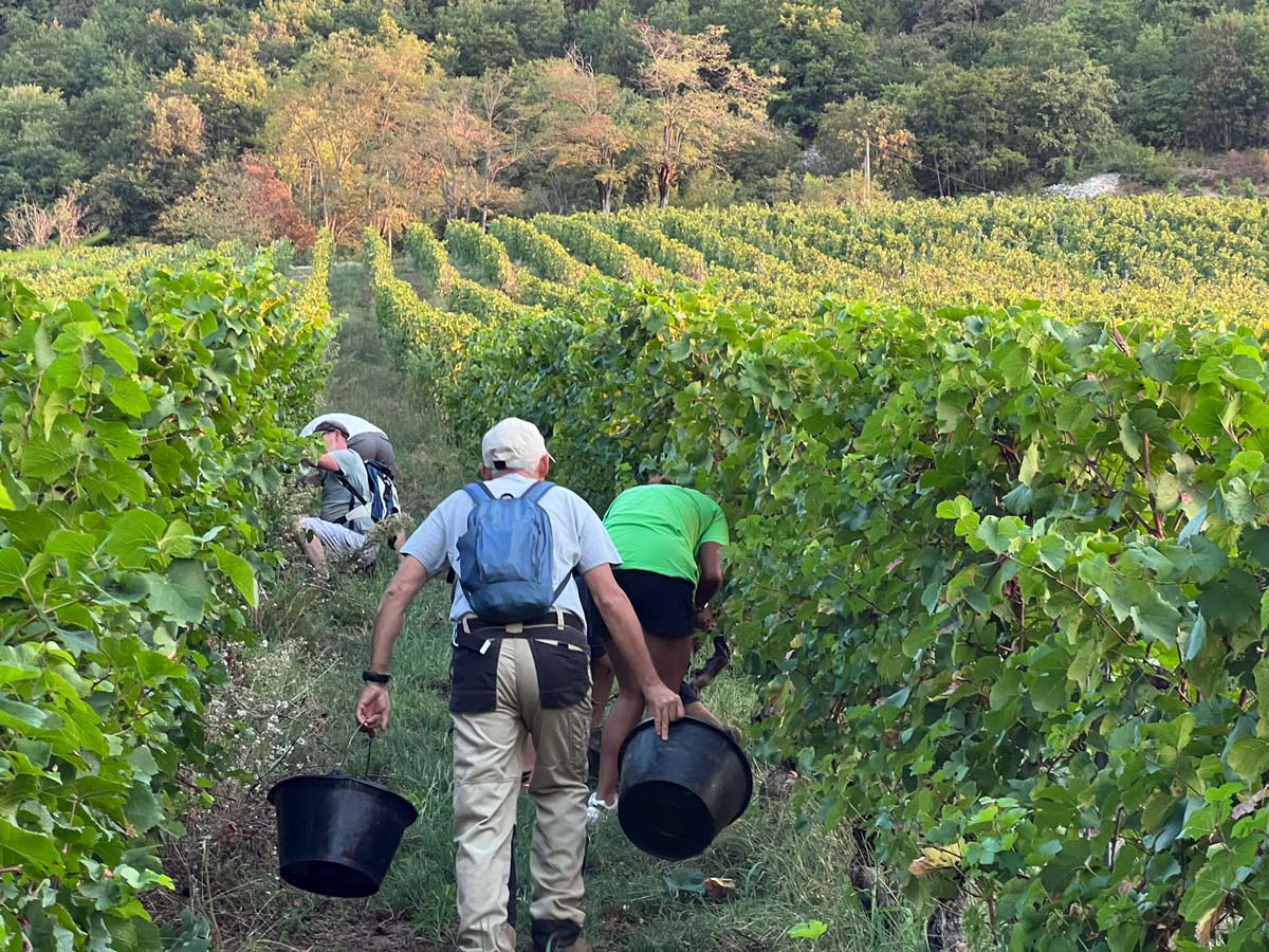 Vendanges à Manicle