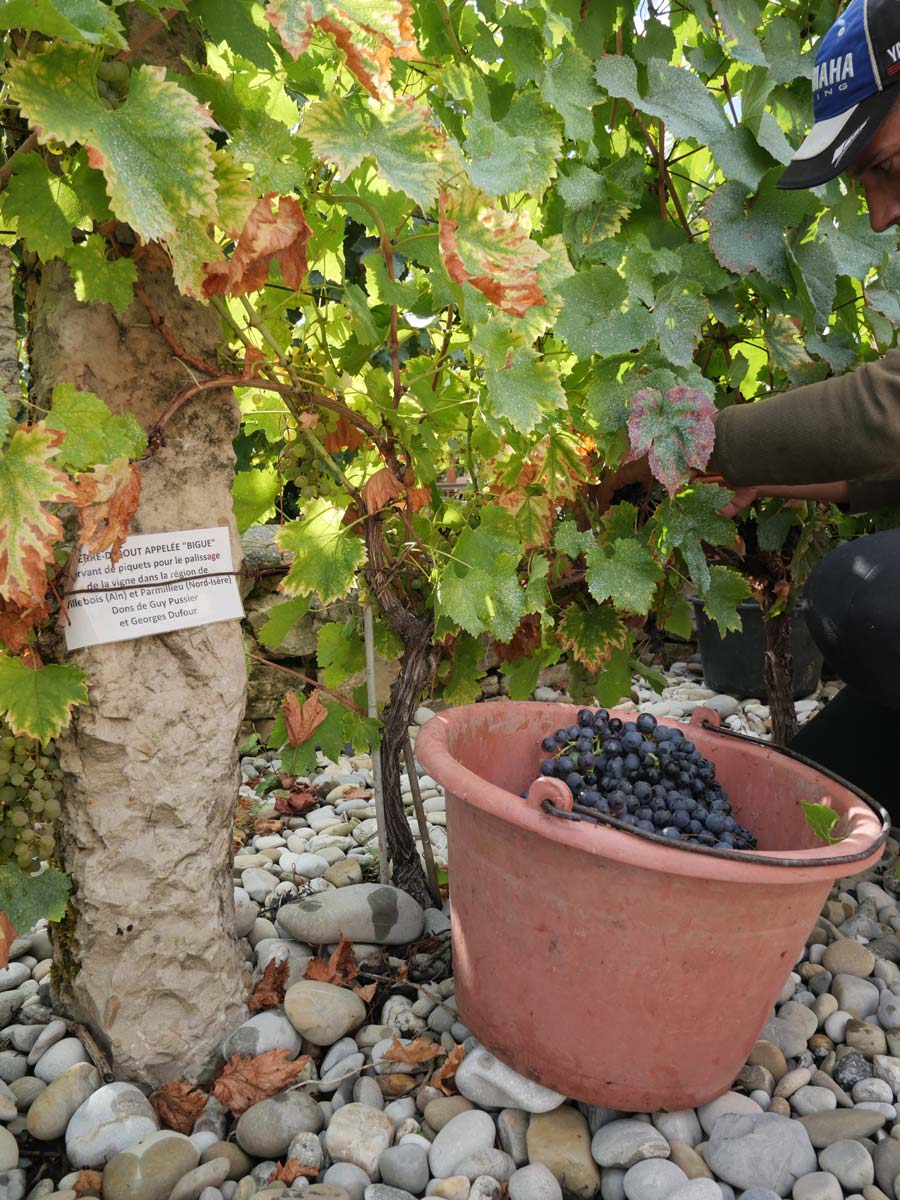 Vendanges 2023