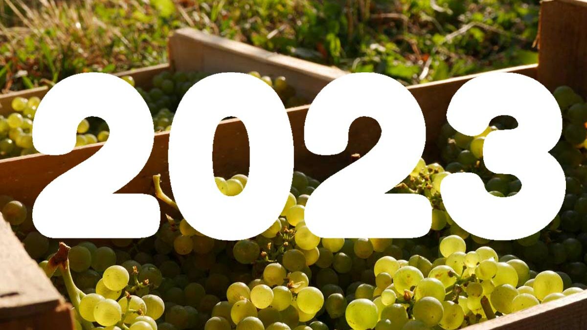 Vendanges 2023