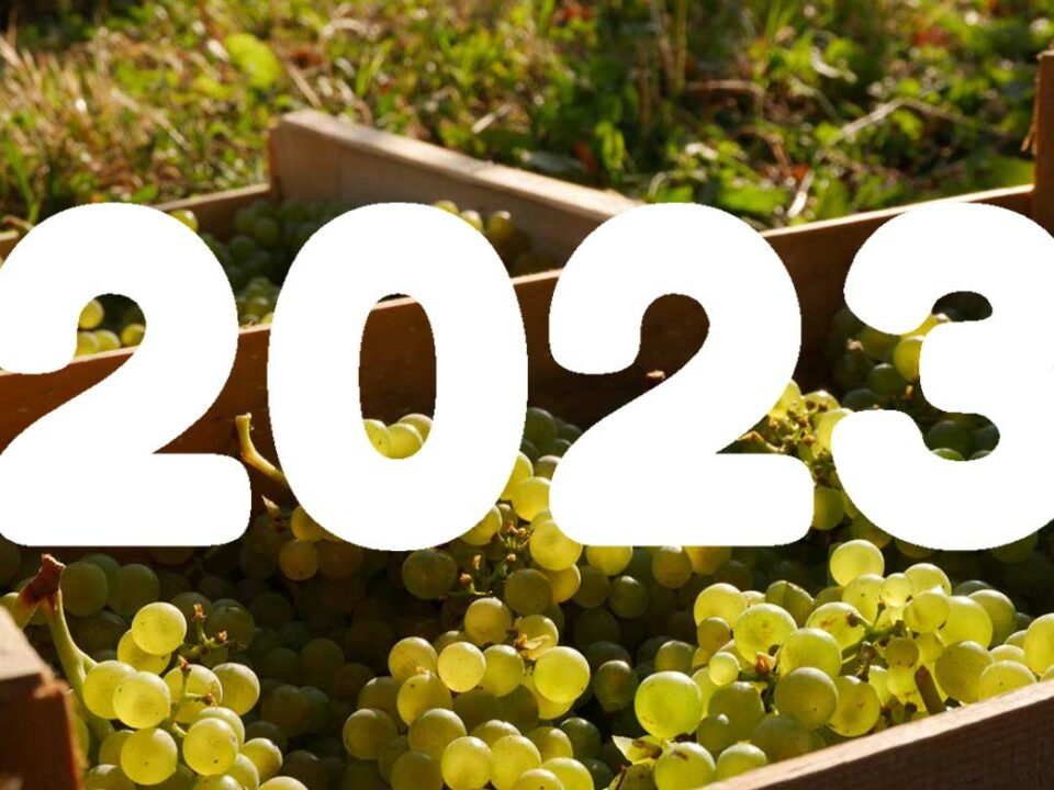 Vendanges 2023