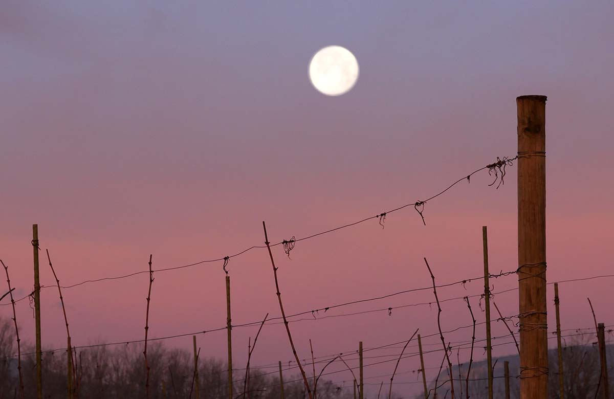 pleine lune dans les vignes