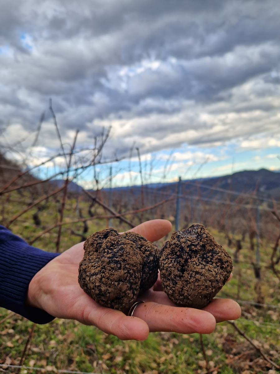 truffes à Manicle