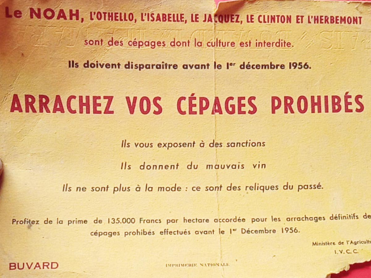arrachez vos cépages prohibés