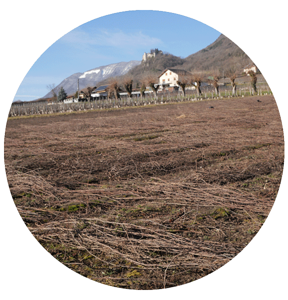 Production des plants de vigne