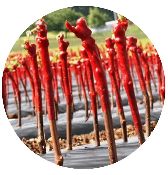 Production des plants de vigne