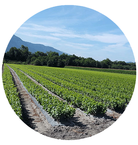 Production des plants de vigne