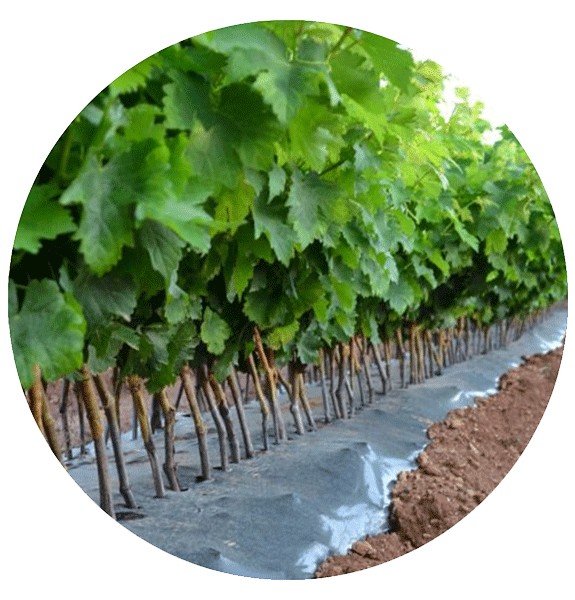 Production des plants de vigne