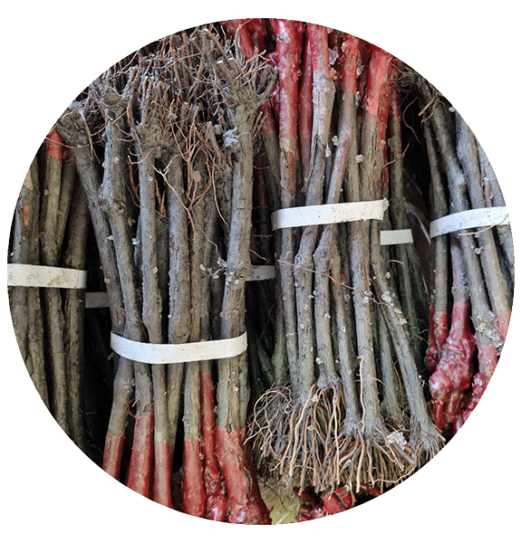 Production des plants de vigne
